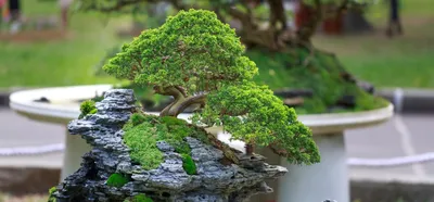 Bonsai im Keramik Topf-Ø ca. 19 cm kaufen bei OBI