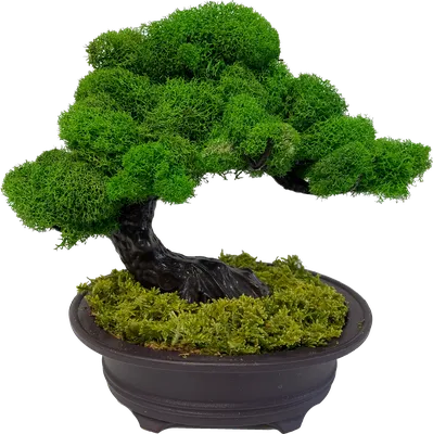 Kunstpflanze Bonsai Ficus grün, 50x40 cm | Wohnfuehlidee