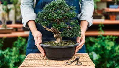 Ficus Bonsai Tree | Herons Bonsai Nursery in the UK