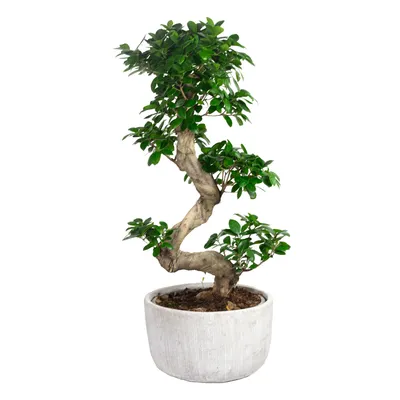 Bonsai kaufen - Entdecke Jetzt Deinen wunderschönen Bonsai! – Botanicly