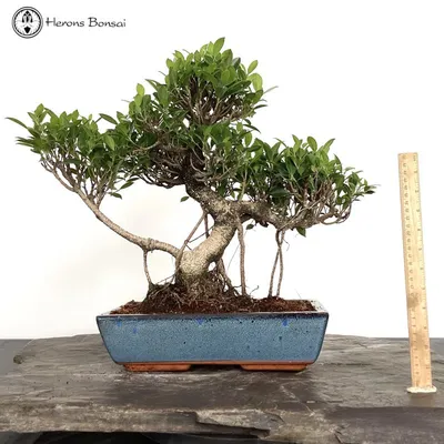 Live Moss Bonsai Tree – Moss Acres