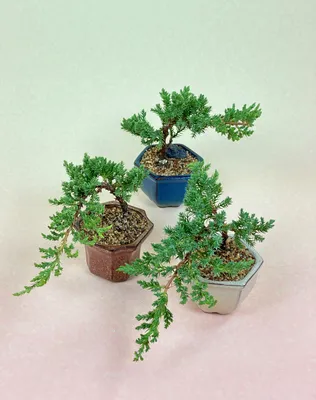 16 Common Bonsai Tree Species to Grow