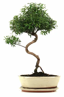 Japanese bonsai in zen garden print by Editors Choice | Posterlounge