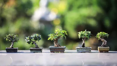 Ficus microcarpa 'Ginseng' Bonsai kaufen - Plantura Shop