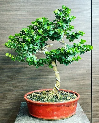 Bonsai-Pflege: So hältst du dein Bäumchen gesund | AMEXcited