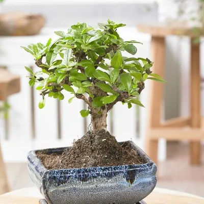 Bonsai Outdoor, Satsuki Azalee 'Kinka' (Rhododendron indicum)