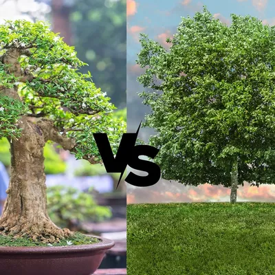 Ficus Bonsai Tree | Herons Bonsai Nursery in the UK