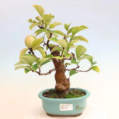 Caring For Bonsai - Tates of Sussex