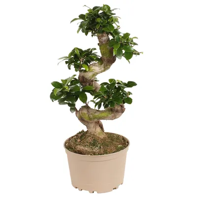 Indoor-Bonsai Kirschmyrte Syzygium buxifolium 13 Jahre 50-55 cm bei OYAKI  Bonsai kaufen