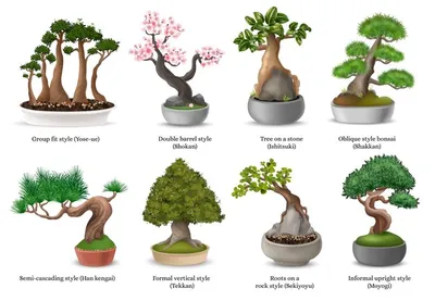 Bonsai Carmona günstig kaufen - Meingartenshop.de