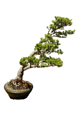 Comparing Trees In Nature To Bonsai And Why It Could Be Harmful.