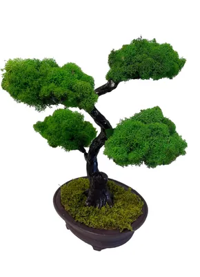 Amazon.de: japanische deko Künstliche Bonsai Baum Pflanze für Dekoration  Wohnung Schlafzimmer Hochzeit Einschulung Geburtstag, 40cm (Grün), Green