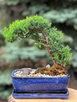 Ficus Microcarpa 'Green Gem' - One of a Kind Bonsai - Wigert's Bonsai