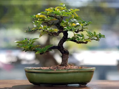 Ficus Ginseng, schön, launisch und künstlerisch - FloraStore