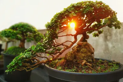 Large Bonsai Terrarium | grow urban. Edinburgh