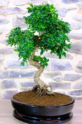 e-Bonsai - Bonsai im Freien - Pseudocydonia sinensis - Chinesische Quitte