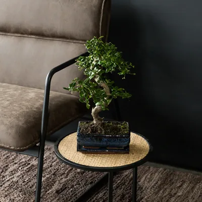 Bonsai Juniper | The Watering Can Flower Market