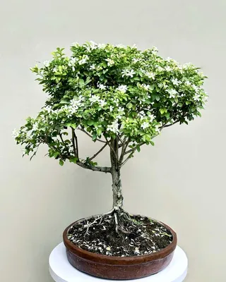 Indoor Bonsai | BonsaiStore.co