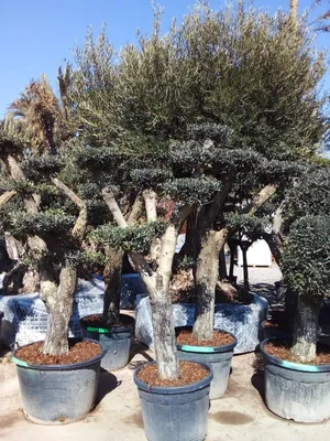 Saflax Bonsai - Europäische Lärche, 1 Packung - Bloomling Deutschland