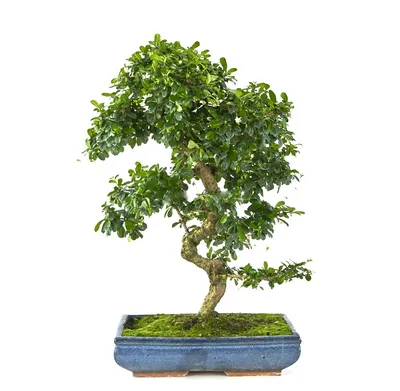 Bonsai Carmona microphylla — Brycus