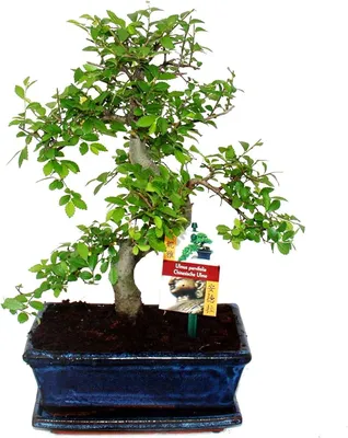 Rosen - Bonsai, Bonsai Versand-Shop - www.bonsai-hassler.de