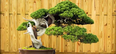 Live Moss Bonsai Tree – Moss Acres