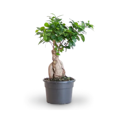 Bonsai Tree – Nectar Flowers Ottawa