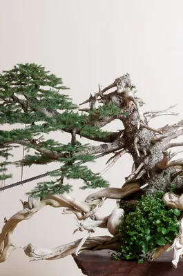 The Meaning of Bonsai - Bonsai Tree Symbolism | Bonsai 2 U Blog