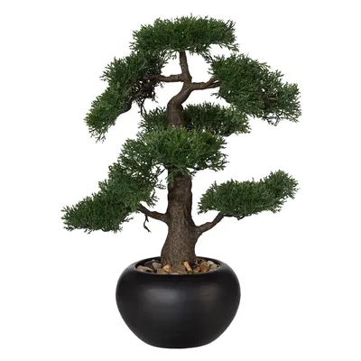 Powerful Tea Tree Bonsai with Glossy Foliage - Highly Artistic