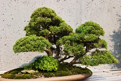 Juniper Bonsai – Poppies Plant of Joy