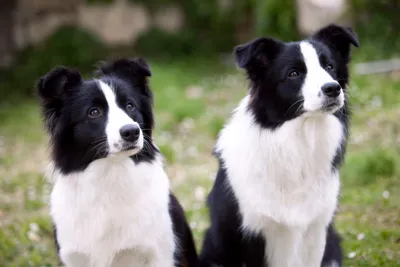 Бордер колли (Border Collie) - это умная, отзывчивая и преданная своему  хозяину и работе порода собак. Отзывы, фото, описание. | Бордер-колли,  Собаки, Породы собак