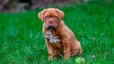 Бордосский дог -фото породы собак. | Bordeaux dog, French mastiff dog,  Large dog breeds