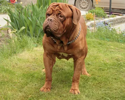 Бордоский дог (Dogue de Bordeaux) - это крупная, умная и очень смелая  порода собак. Фото, описание и отзывы о собаке.