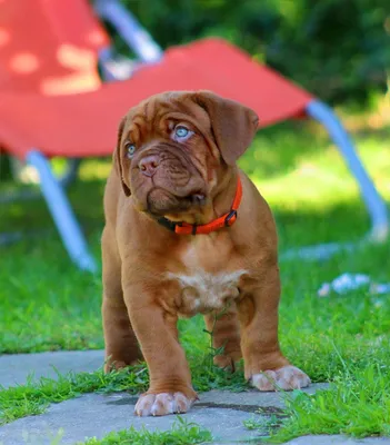 бордоский дог, бордос, dog de bordeaux