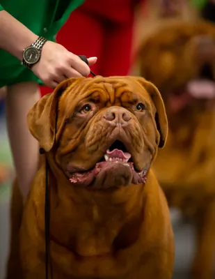 Dogue Де Бордо Щенок — стоковые фотографии и другие картинки Бордоский дог  - Бордоский дог, Щенок, Бежевый - iStock