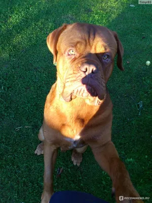 Бордоский дог Dogue de Bordeaux (RU) bordosovnet | Facebook