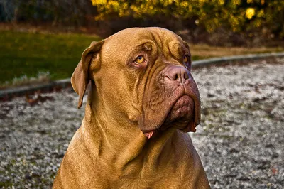 Бордоский дог (Dogue de Bordeaux) - это крупная, умная и очень смелая  порода собак. Фото, описание и отзывы о собаке.