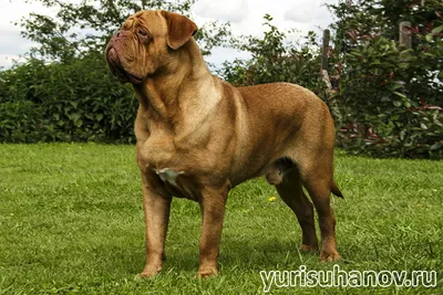 Бордоский дог: надежный защитник, веселый компаньон - Kot-Pes | Dogue de  bordeaux, Material do cão, Cachorro grande