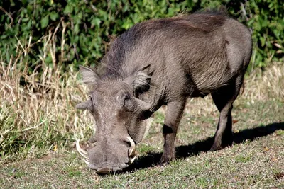 Бородавочник (Phacochoerus aethiopicus) – Клуб любителей хрюш