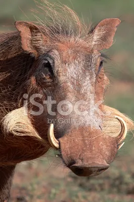 Его терзали смутные сомнения!)) Ботсвана, Момбо, бородавочник He was  tormented by vague doubts!)) Botswana, Mombo, warthog | Instagram