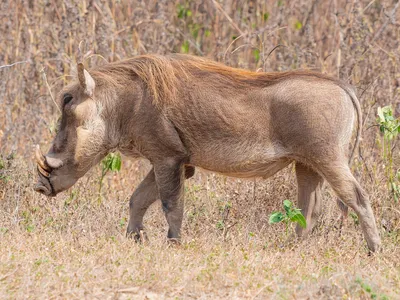 Африканский бородавочник | zoo-ekzo.com- Экзотические животные