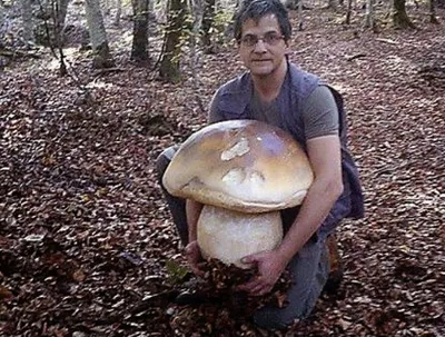 Фотокаталог грибов: Боровик придаточковый (Boletus appendiculatus)