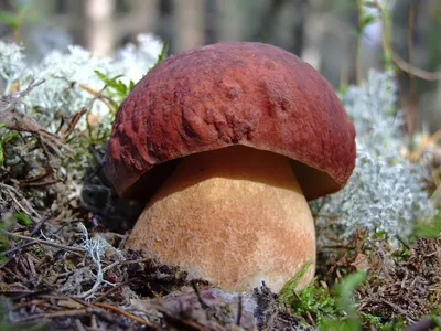 Боровик желтопоровый (Aureoboletus flaviporus) - Picture Mushroom