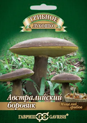 Боровик дубовый (лат. Boletus reticulatus)