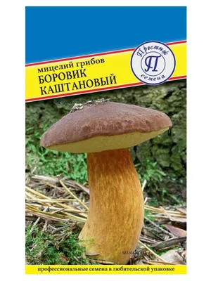 Боровик Фехтнера — Википедия