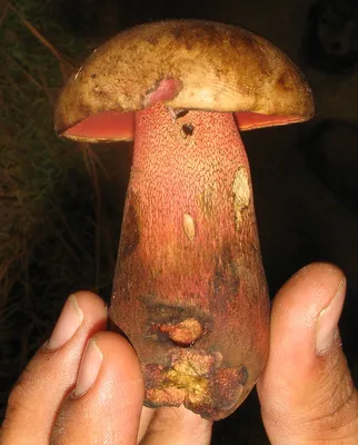 MacroID.RU - Боровик (Белый гриб сосновый Boletus pinicola)