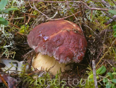 ЗОЛОТИСТЫЙ БОРОВИК» AUREOBOLETUS PROJECTELLUS – НОВЫЙ ДЛЯ РОССИИ ВИД  ТРУБЧАТЫХ ГРИБОВ - Михаил Вишневский