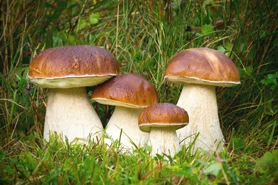 File:Боровик бронзовий, боровик темно-каштановий (Boletus aereus) - вид  базидіомікотових грибів родини Болетові (Boletaceae) 01.jpg - Wikimedia  Commons