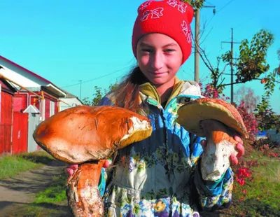 Boletus pinophilus, Белый гриб соснолюбивый (боровик)