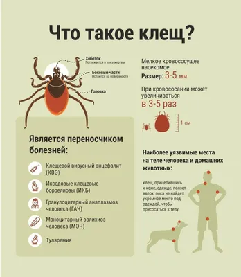 ИНФЕКЦИОННЫЙ КЛЕЩЕВОЙ БОРРЕЛИОЗ - БОЛЕЗНЬ ЛАЙМА | ДГКБ-9